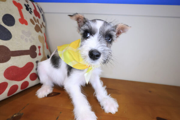 Aurelia Schnauzer 01