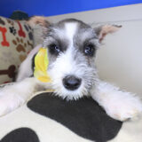 Aurelia Schnauzer 02