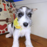 Aurelia Schnauzer 03