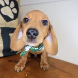 Azzar Dachshund 01