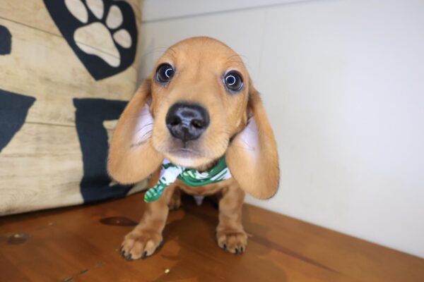 Azzar Dachshund 01