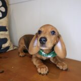 Azzar Dachshund 02