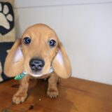 Azzar Dachshund 03
