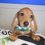 Azzar Dachshund 04