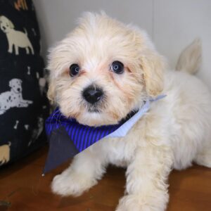 Baltic Bichapoo 01 Baltic Bichapoo 01