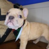 Bandit French Bulldog 01