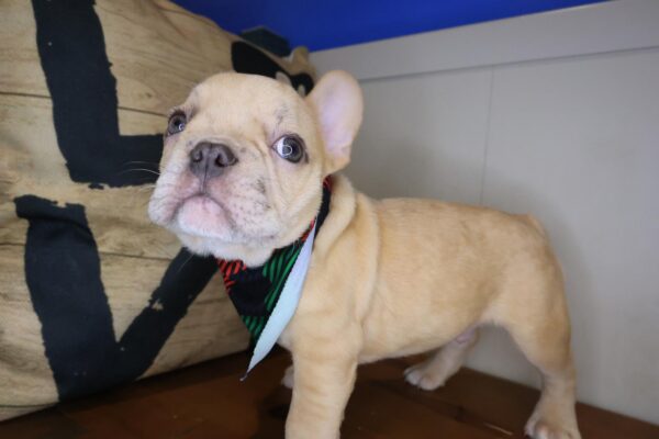 Bandit French Bulldog 01