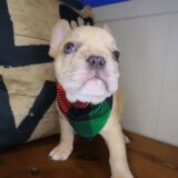 Bandit French Bulldog 02