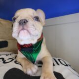 Bandit French Bulldog 03
