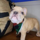 Bandit French Bulldog 04