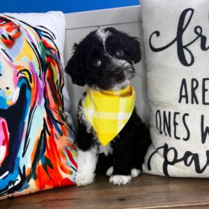 Bane Aussiedoodle 01