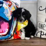 Bane Aussiedoodle 02