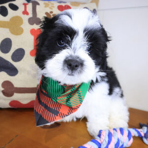 Bay Teddy Bear 01 Bay Teddy Bear 01