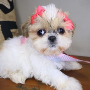 Beatrice Shih Tzu 01 Beatrice Shih Tzu 01