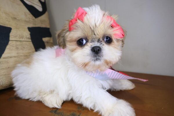 Beatrice Shih Tzu 01