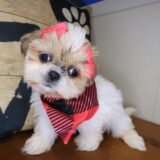 Beatrice Shih Tzu 02