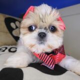 Beatrice Shih Tzu 03
