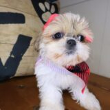 Beatrice Shih Tzu 04