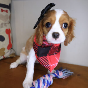 Bellatrix Cavalier King Charles Spaniel 01 Bellatrix Cavalier King Charles Spaniel 01