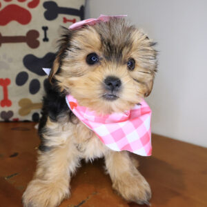 Belle Shorkie 01 Belle Shorkie 01