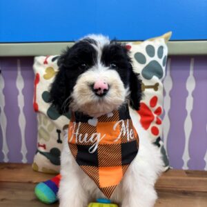 Benjamin Sheepadoodle 01 Benjamin Sheepadoodle 01