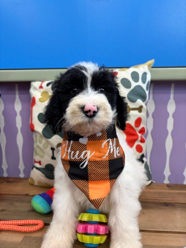 Benjamin Sheepadoodle 01