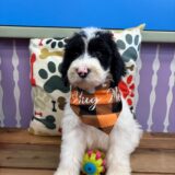 Benjamin Sheepadoodle 03