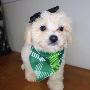 Bessie Bichapoo 01 Bessie Bichapoo 01