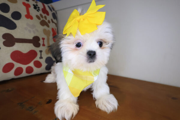 Bibi Shih Tzu 01