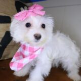 Birch Maltipoo 01