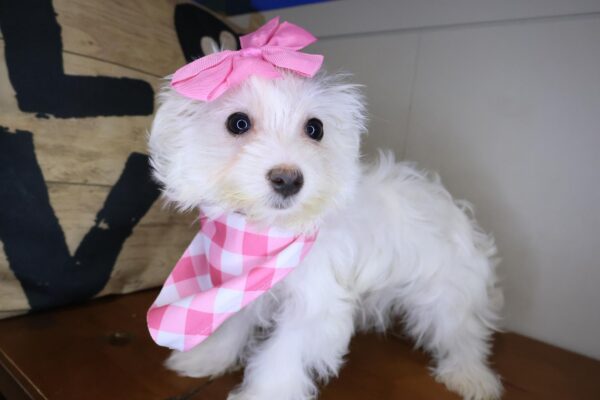 Birch Maltipoo 01
