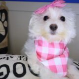 Birch Maltipoo 02