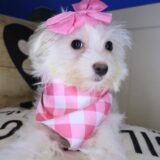 Birch Maltipoo 03