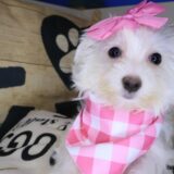 Birch Maltipoo 04