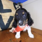 Blaze Dachshund 01