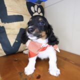 Blaze Dachshund 03
