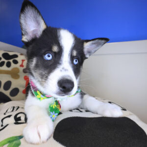 Blossom Alaskan Klee Kai 01