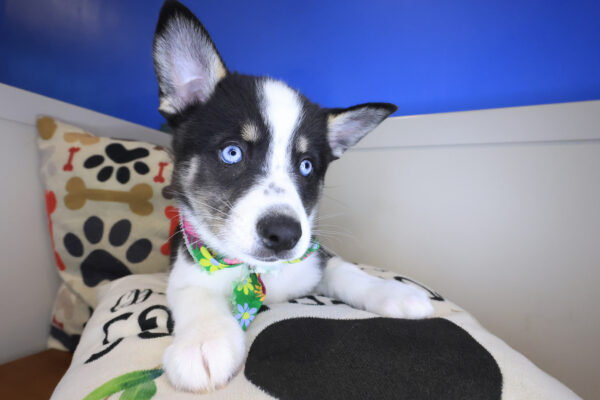 Blossom Alaskan Klee Kai 01