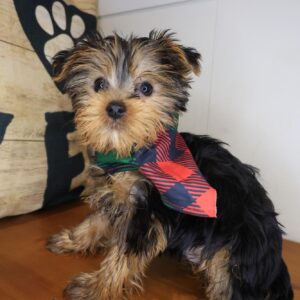 Boone Yorkshire Terrier 01 Boone Yorkshire Terrier 01