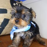 Bram Yorkshire Terrier 01