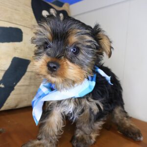 Bram Yorkshire Terrier 01