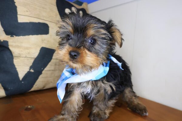 Bram Yorkshire Terrier 01