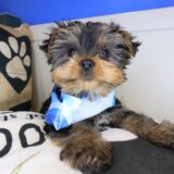 Bram Yorkshire Terrier 02