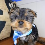 Bram Yorkshire Terrier 03
