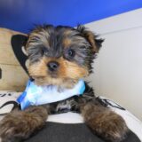 Bram Yorkshire Terrier 04