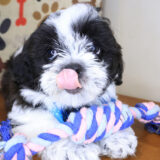 Bramble Teddy Bear 01