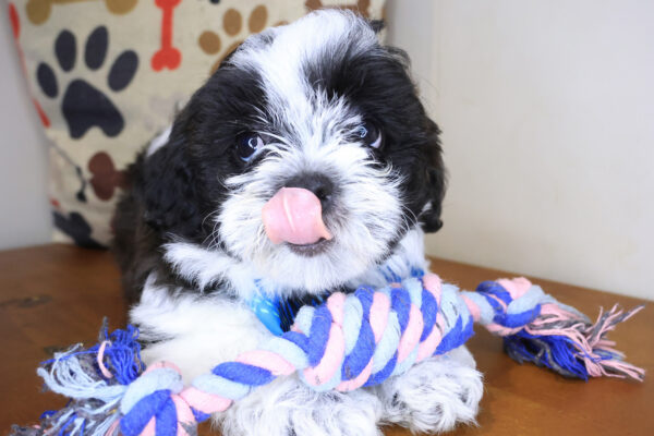 Bramble Teddy Bear 01