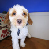 Brie Goldendoodle 02