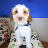 Brie Goldendoodle 03
