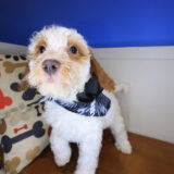 Brie Goldendoodle 04